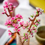 LEGO Botanical Collection - Kersenbloesems Constructiespeelgoed 40725